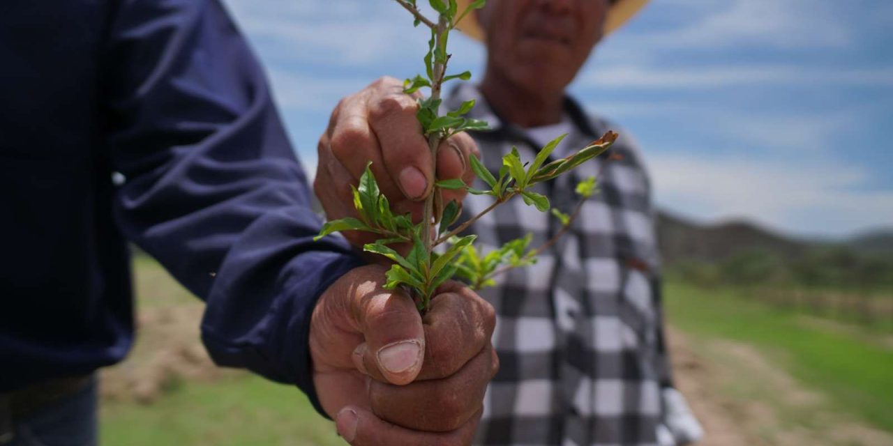 Desarrollan programa piloto para el cultivo de granado en Satevó