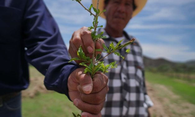 Desarrollan programa piloto para el cultivo de granado en Satevó