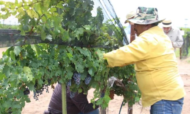 Produce viñedo de Gobierno del Estado uva syrah y cabernet sauvignon