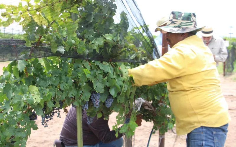 Produce viñedo de Gobierno del Estado uva syrah y cabernet sauvignon