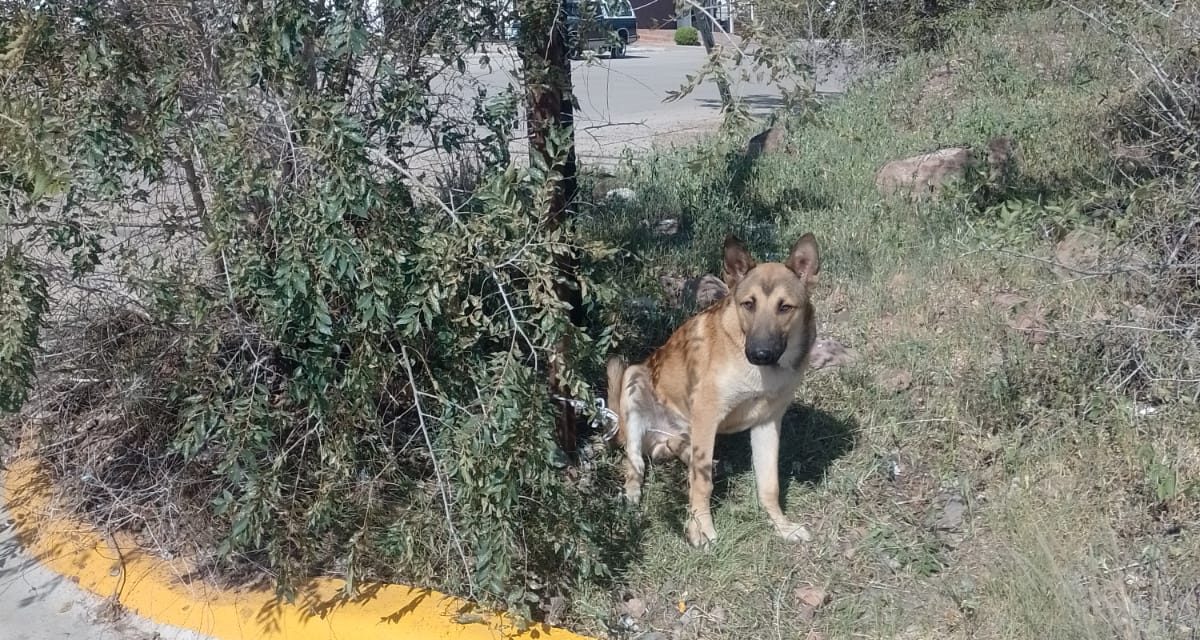Abandonan a perrito en señal de “alto”