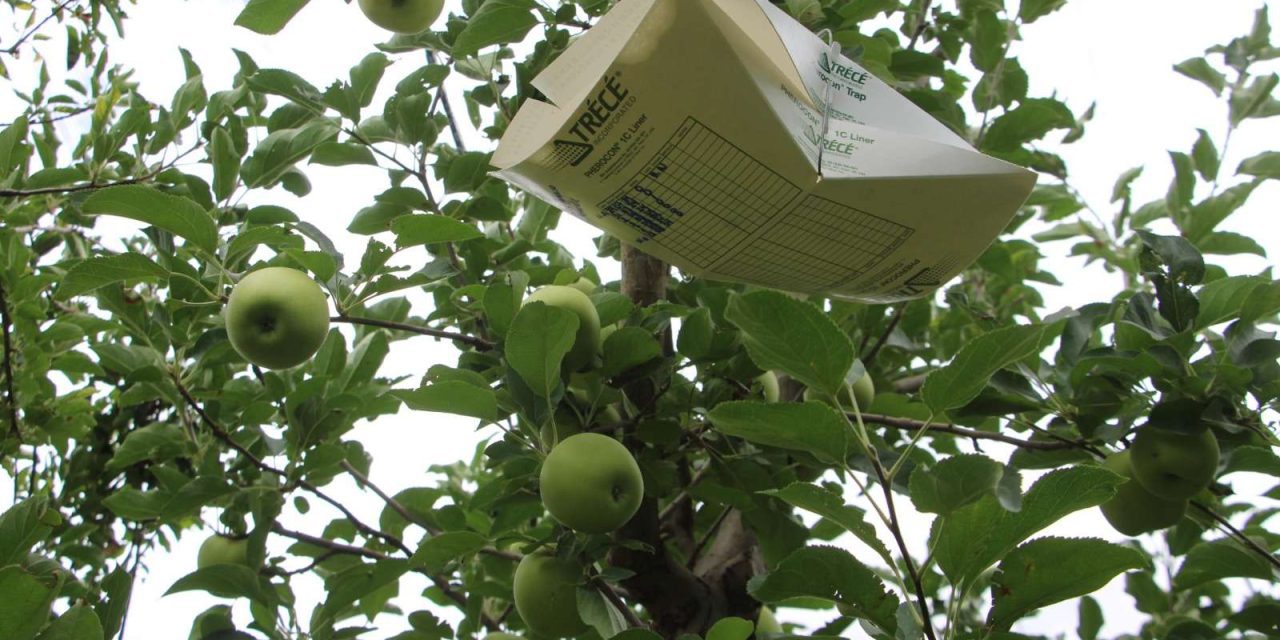  Inspecciona SDR cultivos de manzana