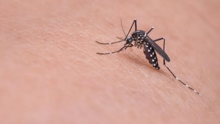 DETECTAN NUEVO VIRUS EN LATINOAMÉRICA