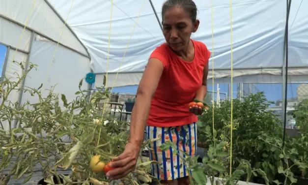 MIGRANTES CULTIVAN SUS PROPIOS ALIMENTOS