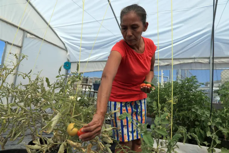 MIGRANTES CULTIVAN SUS PROPIOS ALIMENTOS