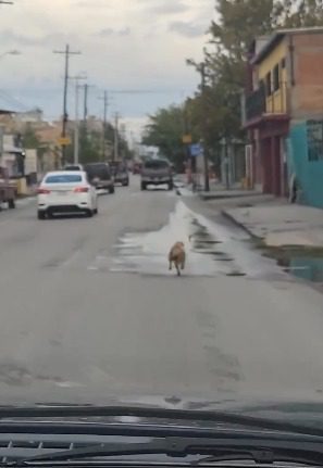 Rescatan a tres perritos maltratados en Juárez