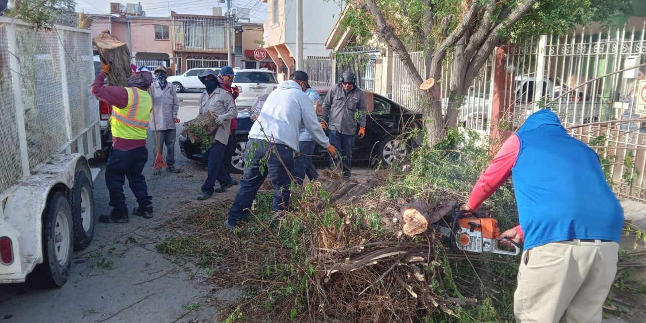 Retiró Dirección de Parques y Jardines árboles caídos durante la reciente lluvia