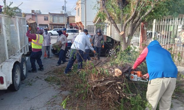 Retiró Dirección de Parques y Jardines árboles caídos durante la reciente lluvia