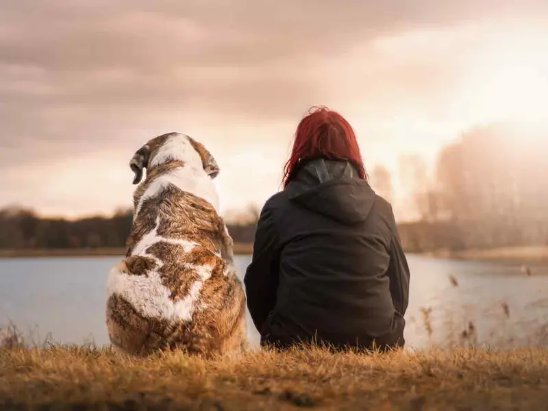 Científicos descubren que los perritos están entrando en una nueva fase de la evolución