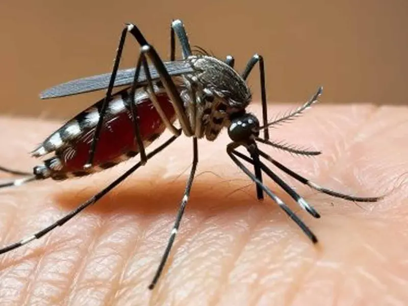 Alerta por contagios de dengue en Chihuahua