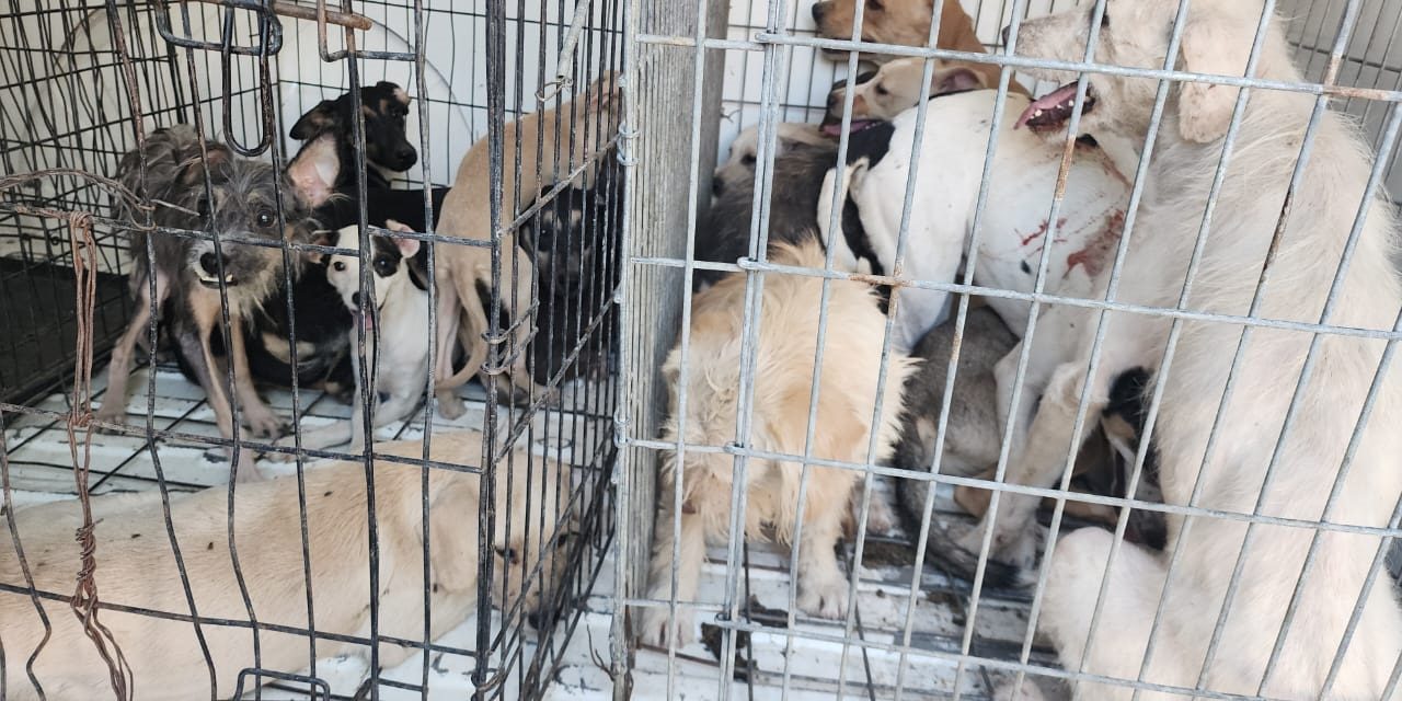 Rescata Bienestar Animal a más de 40 mascotas maltratadas
