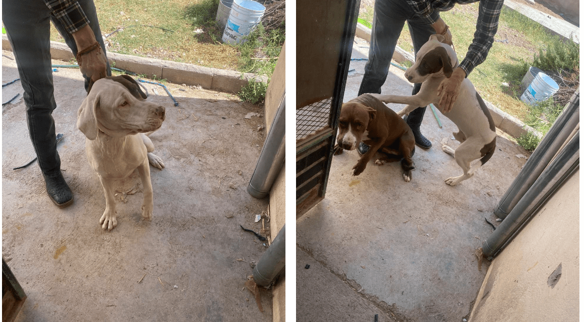 Investiga Fiscalía maltrato animal en domicilio de la colonia Arboledas