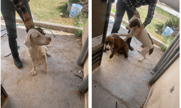 Investiga Fiscalía maltrato animal en domicilio de la colonia Arboledas