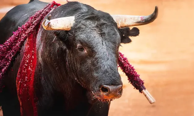 Revisará Sheinbaum las corridas de toros