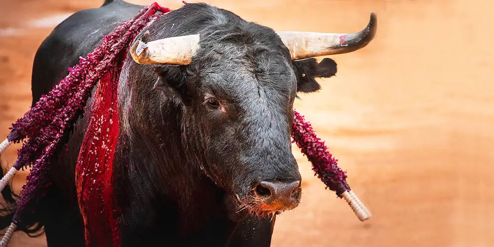 Revisará Sheinbaum las corridas de toros