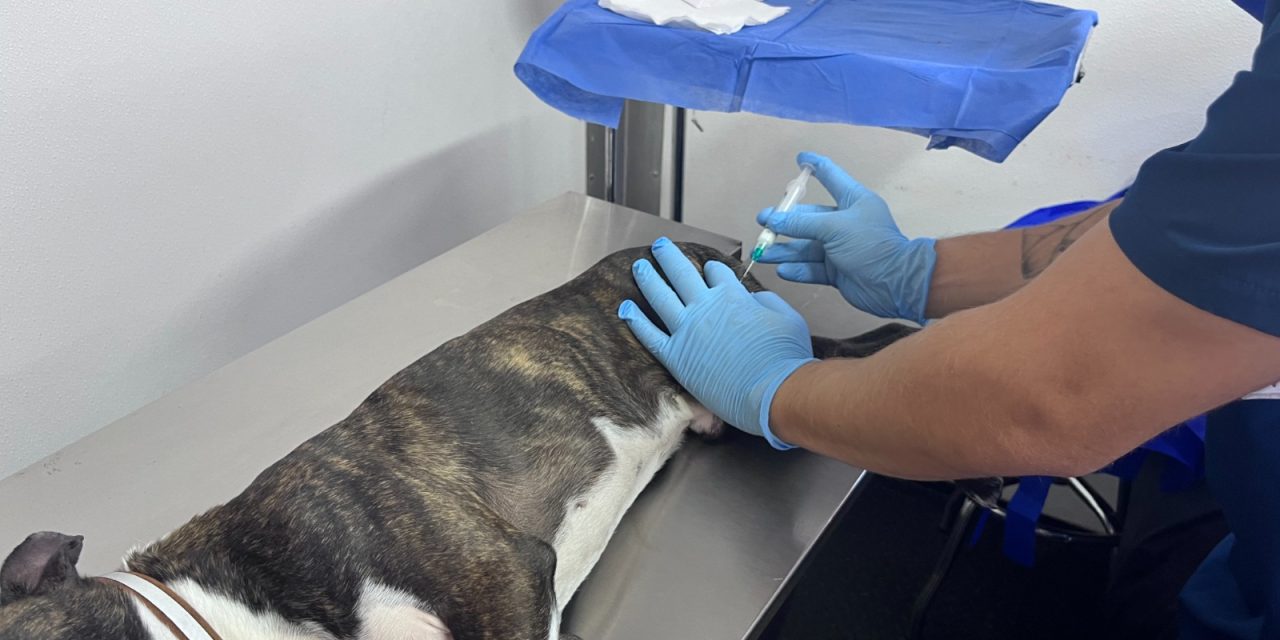 Conoce qué colonias visitará IMPAS para esterilizaciones de mascotas durante octubre