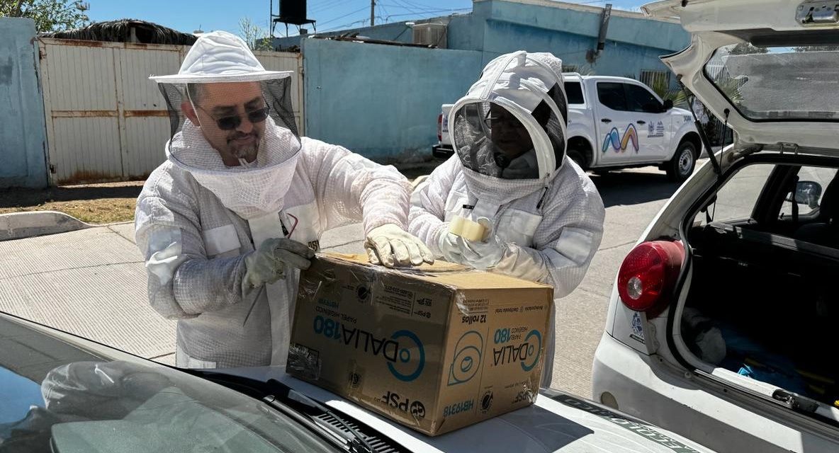 Rescatan y reubican Guardianes Ecológicos más de 450 mil abejas en Chihuahua Capital