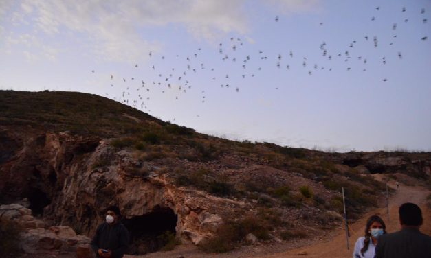 Congreso del Estado se suman a la protección de murciélagos en Santa Eulalia