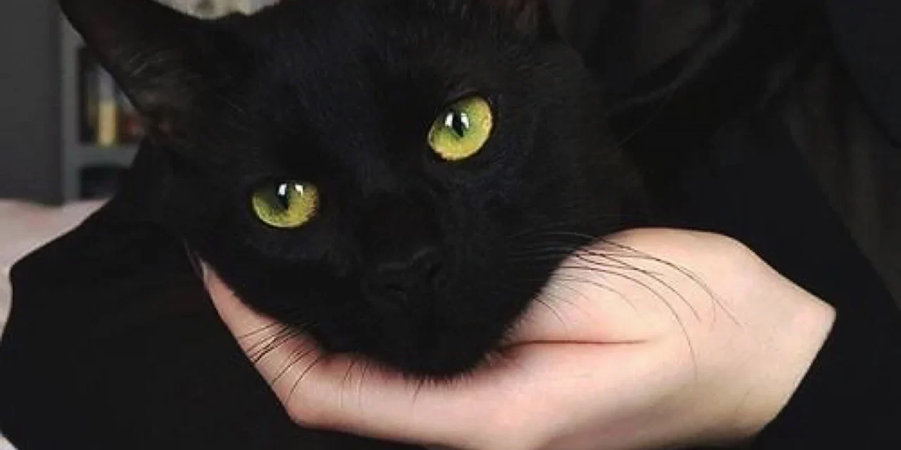 Piden suspender la adopción de gatos durante este mes