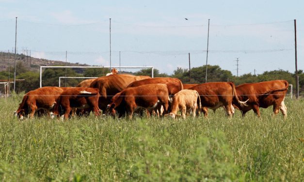 Debe Gobierno Federal resolver el cierre de exportación de ganado en pie desde México hacia Estados Unidos: Congreso