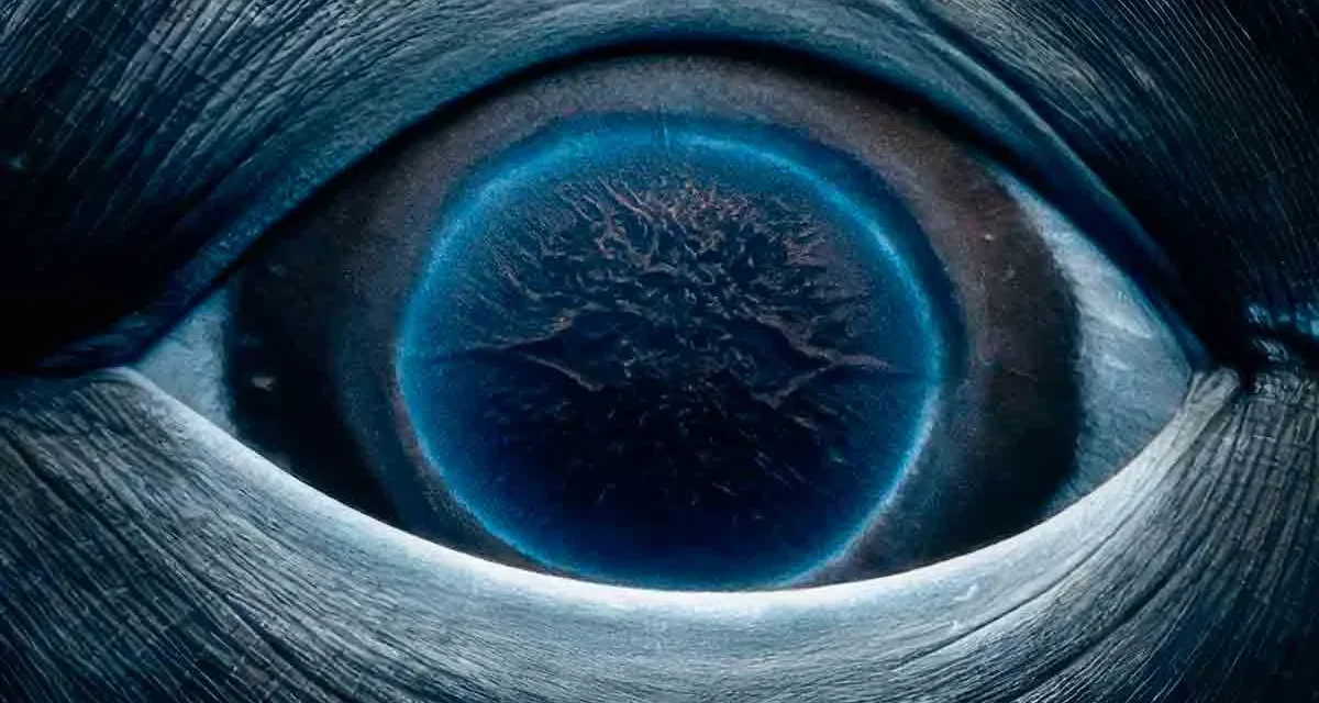 ‘Una galaxia en sus ojos’, fotógrafa capta en increíble primer plano el ojo de una ballena