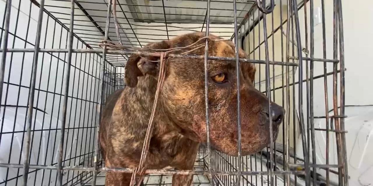 Perro pitbull que atacó a hombre recibirá la eutanasia