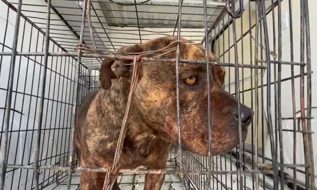  Perro pitbull que atacó a hombre recibirá la eutanasia