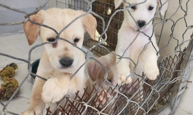 Convoca Municipio a asociaciones protectoras de animales a registrarse y crear un padrón