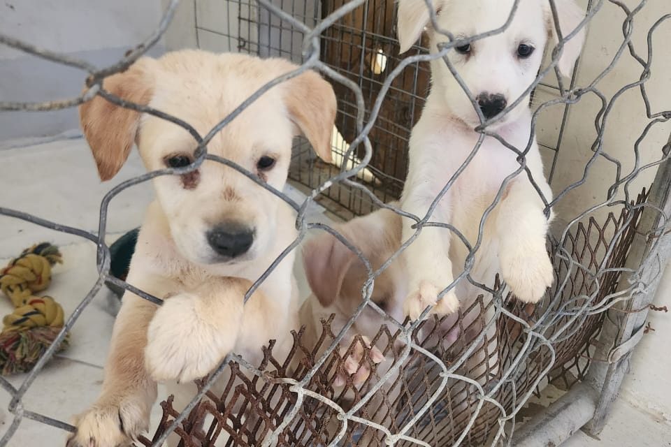 Convoca Municipio a asociaciones protectoras de animales a registrarse y crear un padrón