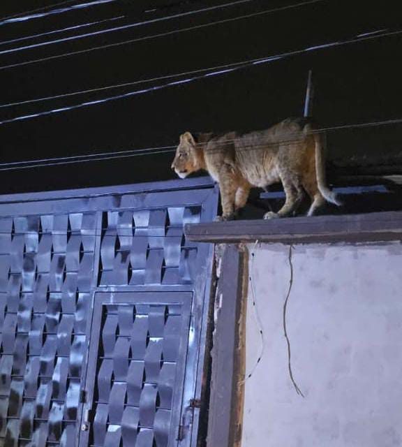 Capturan a felina suelta en la ampliación Felipe Ángeles