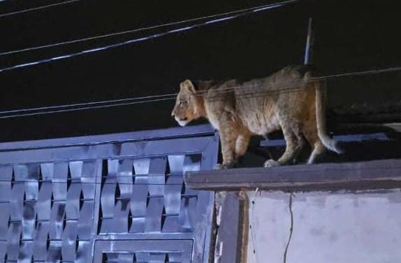 Capturan a felina suelta en la ampliación Felipe Ángeles
