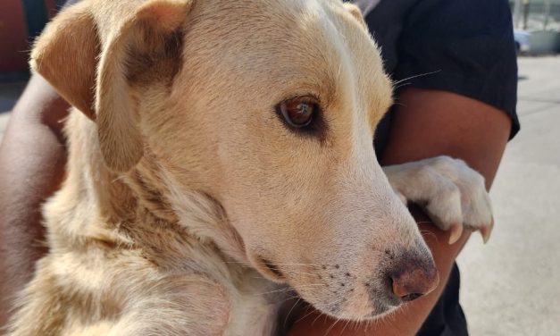 Sigue abierta convocatoria para registrarse y crear padrón de asociaciones protectoras de animales