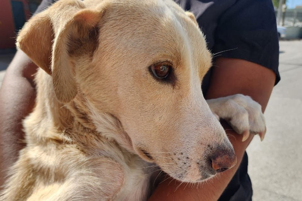 Sigue abierta convocatoria para registrarse y crear padrón de asociaciones protectoras de animales