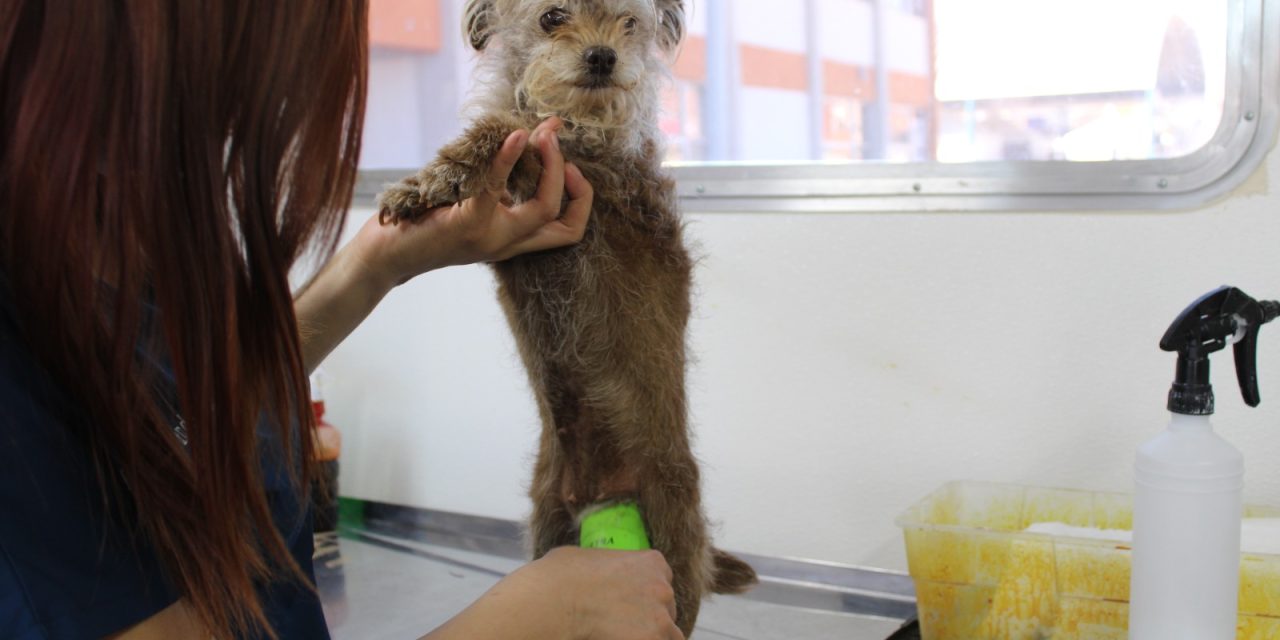 Conoce las colonias donde el IMPAS realizará esterilizaciones de mascotas