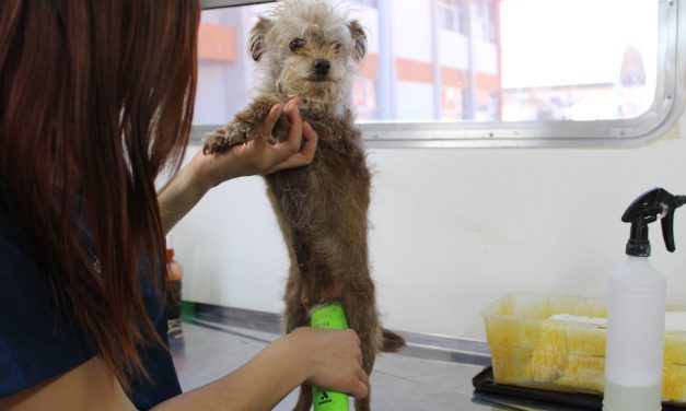 Conoce las colonias donde el IMPAS realizará esterilizaciones de mascotas