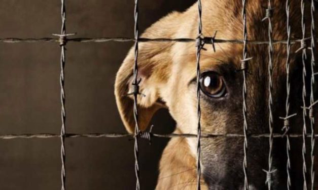Avanza en Senado reforma contra maltrato animal