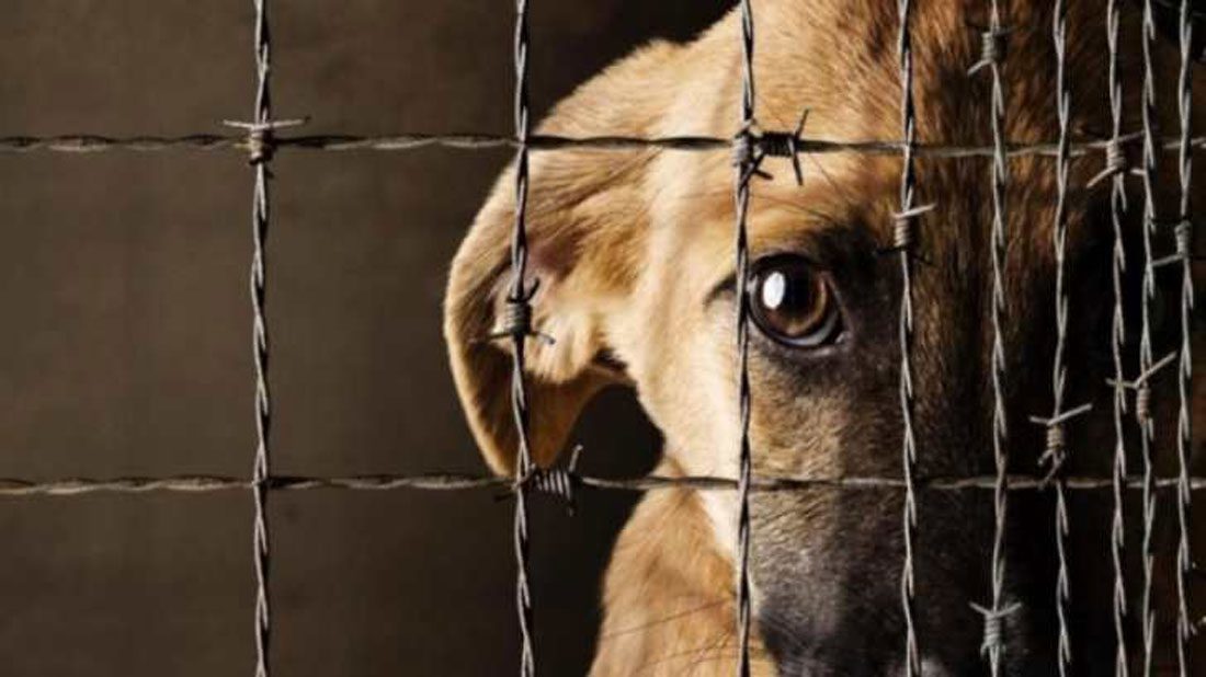 Avanza en Senado reforma contra maltrato animal
