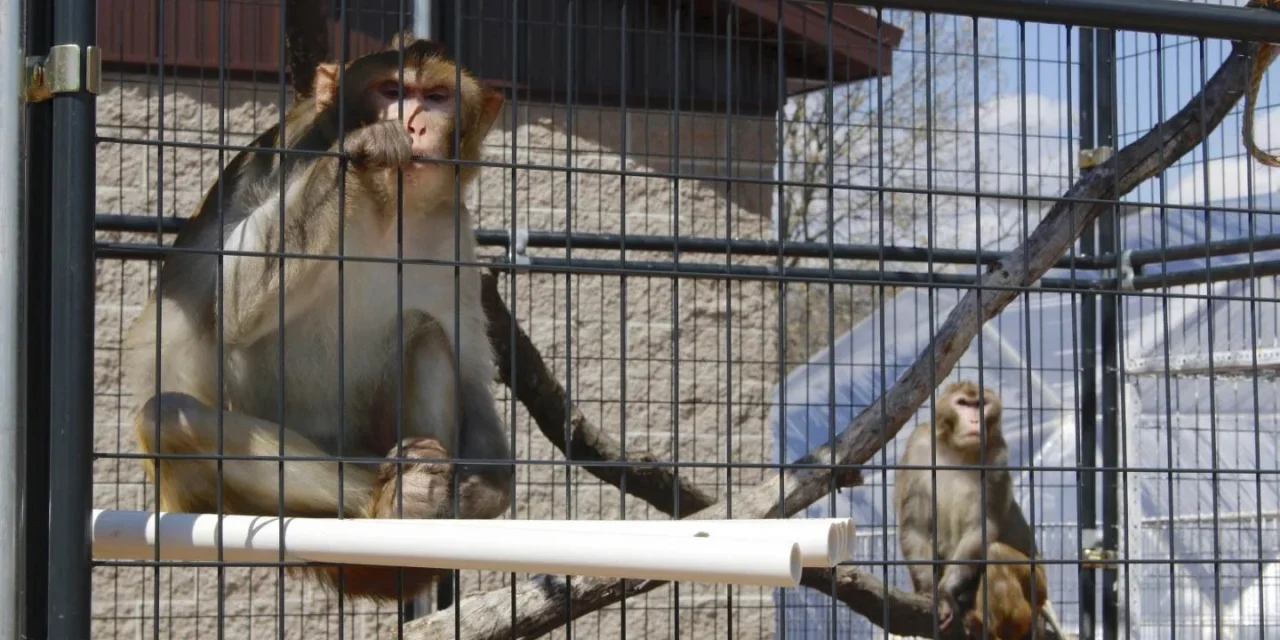 Escapan monos de laboratorio
