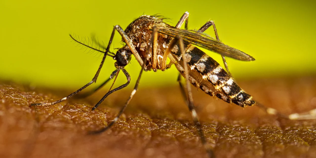 Suma Chihuahua 272 casos de dengue; encabeza Delicias con más registros