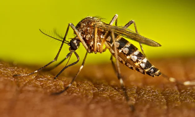 Suma Chihuahua 272 casos de dengue; encabeza Delicias con más registros