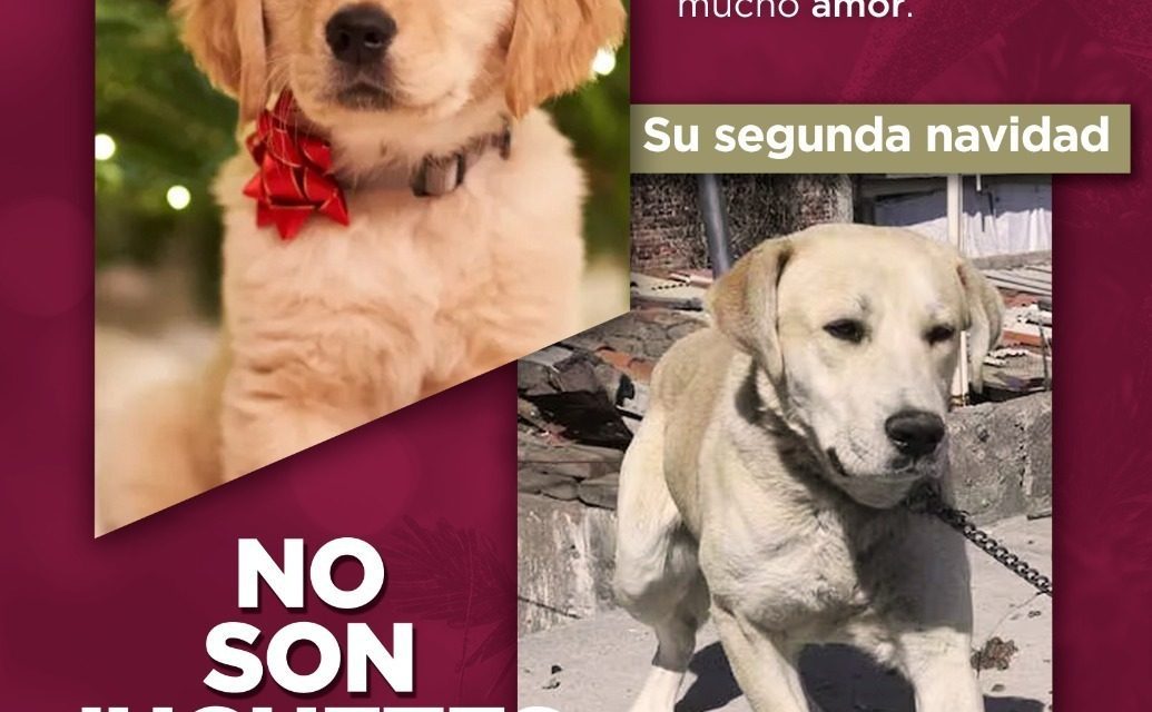 Exhorta DABA a no regalar mascotas en Navidad