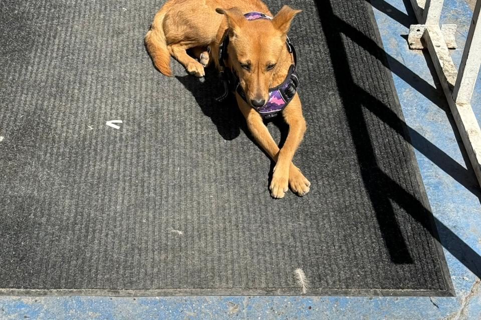 Fallece Maxi, la perrita sin hogar que ayudaba a vigilar la presidencia municipal