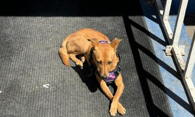 Fallece Maxi, la perrita sin hogar que ayudaba a vigilar la presidencia municipal