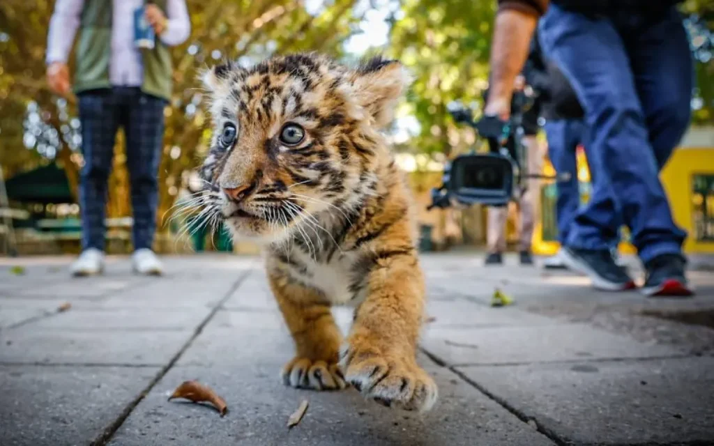 Cachorro de tigre de bengala llega al zoológico de Culiacán