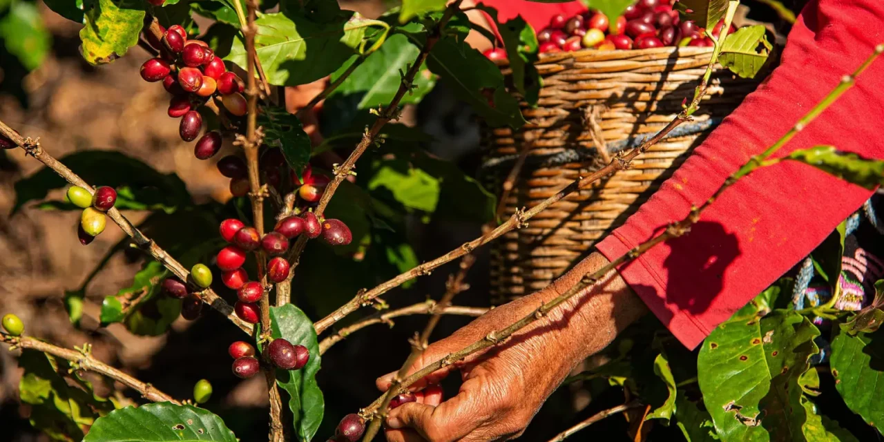 Cae producción de café