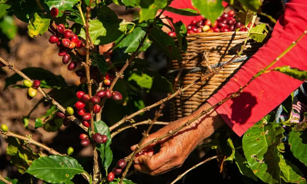 Cae producción de café
