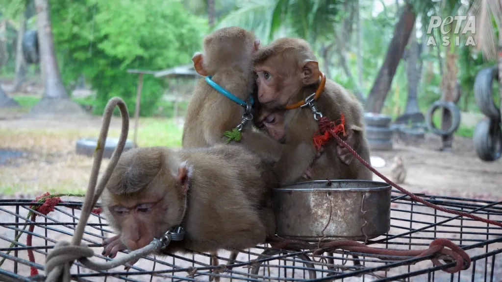 PETA denuncia abusos a monos entrenados en Tailandia