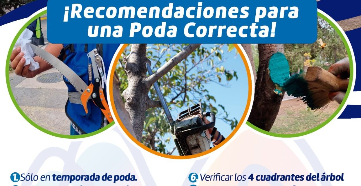 Continúa temporada de poda y Municipio te dice cómo realizarla de manera correcta