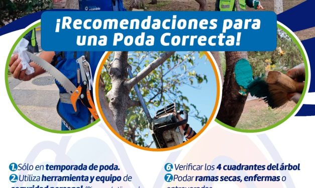 Continúa temporada de poda y Municipio te dice cómo realizarla de manera correcta
