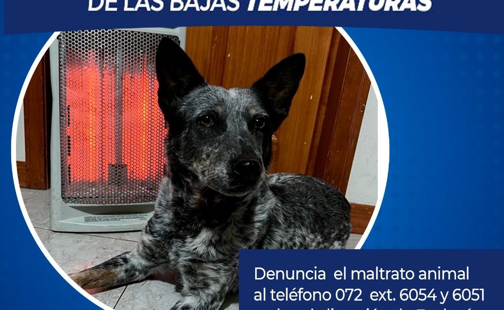 Cuida a tus mascotas de las bajas temperaturas y ponlas a salvo